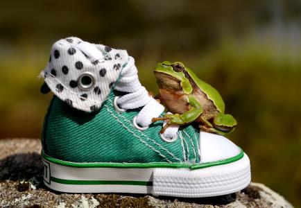 运动鞋壁纸上的绿色青蛙