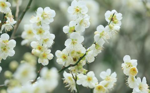 白色的樱桃花，开花，树枝，春天壁纸