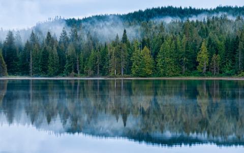 湖，森林，雾，反射，自然壁纸
