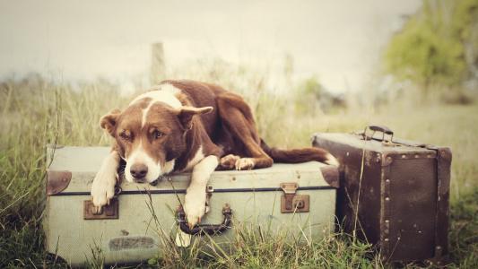 狗躺在行李上，等待某人壁纸