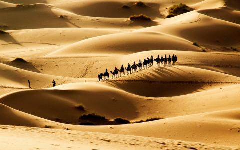炎热的沙漠，沙丘，大篷车壁纸