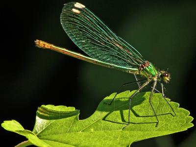 蜻蜓，昆虫，绿叶壁纸