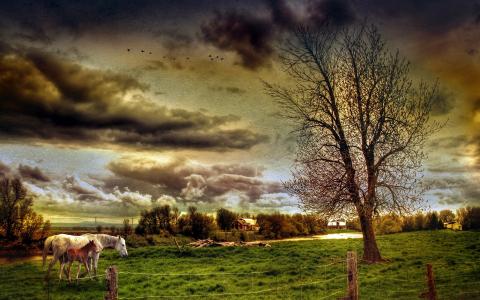 农田，马，树，房子，云，HDR风格的壁纸