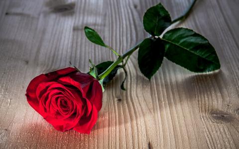 红玫瑰鲜花，木桌上的壁纸