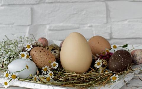 复活节，假期，鸡蛋，Krashenki，立场，墙上，干草，鲜花，雏菊壁纸