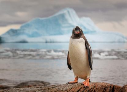企鹅，南极洲壁纸