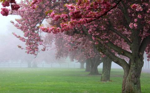 自然，景观，樱桃树，雾，粉红色，鲜花，春天，日出，草，开花，篱笆，绿色壁纸