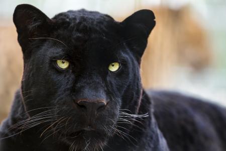 黑野生猫，美洲狮壁纸