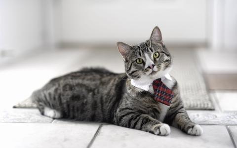 猫戴领带壁纸