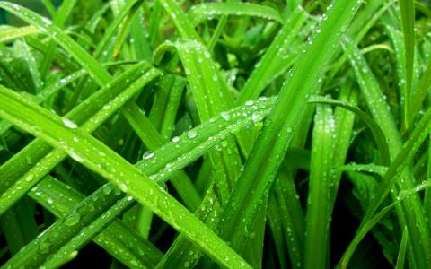 自然水滴绿草颜色雨季春季宽屏壁纸
