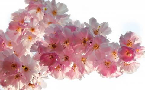 美丽的樱桃花朵壁纸