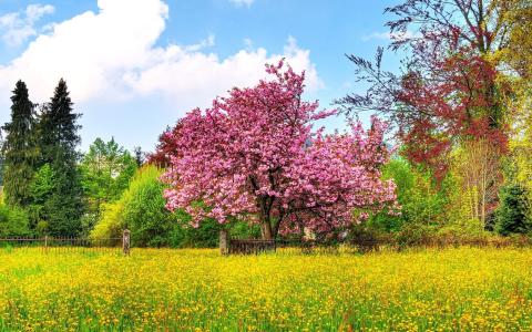 开花，樱桃树，性质，春天，场，开花，季节，鲜花，天空壁纸