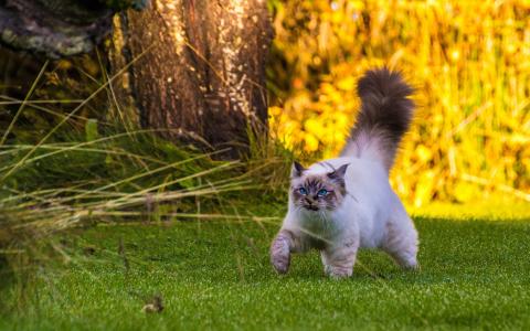 毛茸茸的尾巴猫在草地上漫步