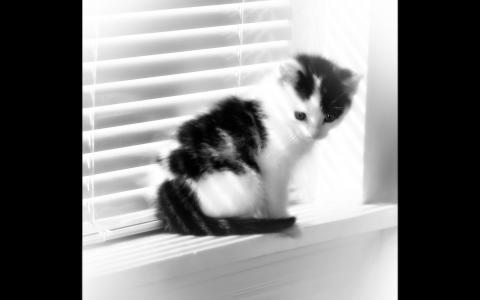 模糊的窗口小猫壁纸