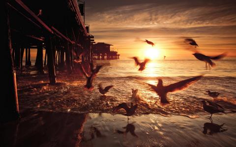 日落，鸟，桥，美国，加利福尼亚州的壁纸