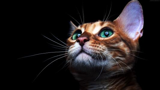 可爱的小猫脸，绿色的眼睛，黑色的背景墙纸