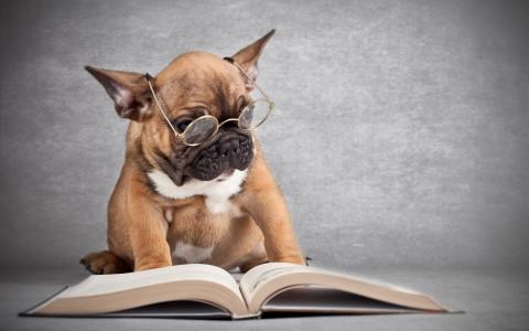 戴着眼镜阅读书壁纸的狗