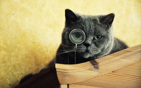 猫戴眼镜寻找一些壁纸