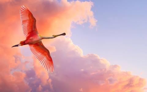 红色的羽毛鸟在天空中的壁纸中飞翔