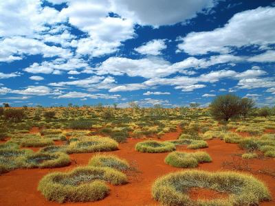 Old Spinifex Rings小小的沙地沙漠澳大利亚高清壁纸