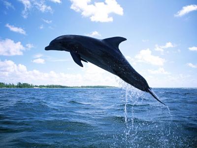 海豚潜水壁纸