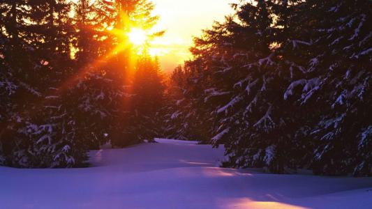 在多雪的森林壁纸的日落