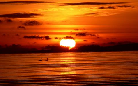 日落天鹅鸟湖橙色高清壁纸