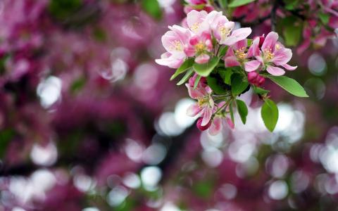 春天，苹果花，分支，散景壁纸