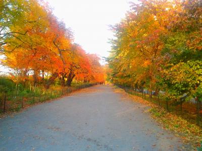Fall_in_central_park壁纸
