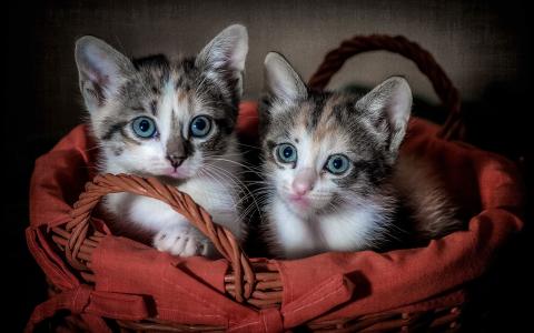 两个可爱的小猫，篮子壁纸
