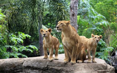 狮子家庭，母狮，狮子幼崽壁纸