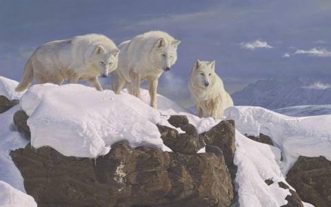 北极联盟3狼摇滚天空雪白高清壁纸