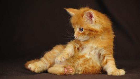 橙色小猫侧视图壁纸