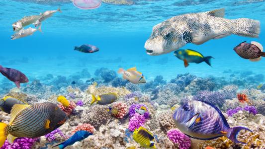 水下热带鱼、珊瑚礁、海洋壁纸