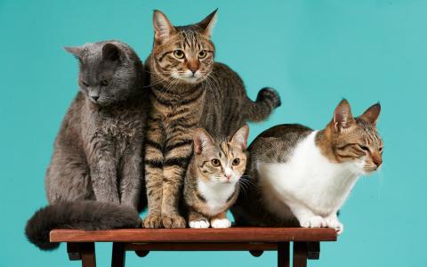 四只猫，桌子，绿色背景壁纸