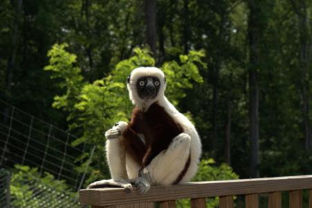 zoboomafoo，2014年，狐猴，zoboo壁纸