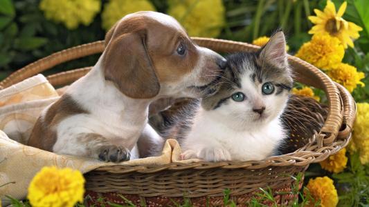 可爱的小狗和小猫在篮子里壁纸
