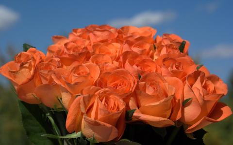 橙玫瑰花卉壁纸