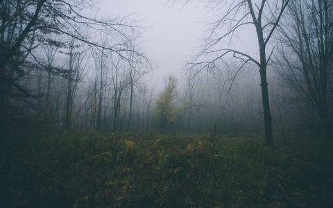 树森林雾雾高清壁纸