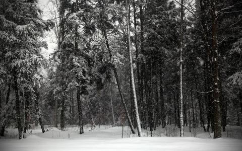 树森林雪冬季BW高清壁纸