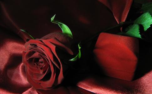 天鹅绒玫瑰（为赛义德）壁纸
