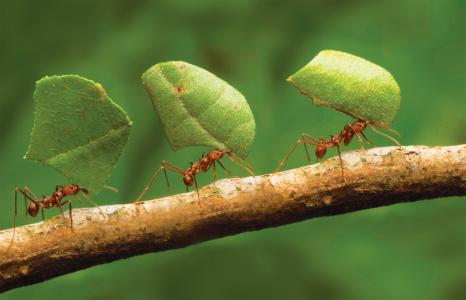 蚂蚁工作者高分辨率库存图片墙纸