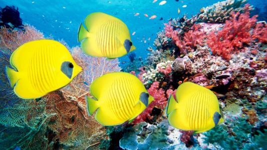 热带鱼和珊瑚壁纸的海底世界