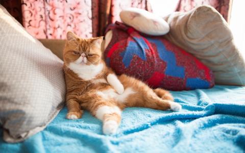猫，动物，宠物，枕头壁纸