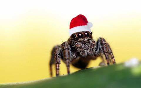 圣诞老人蜘蛛壁纸