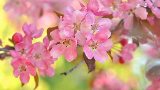 粉红色的樱花，背景虚化，树枝，春天壁纸