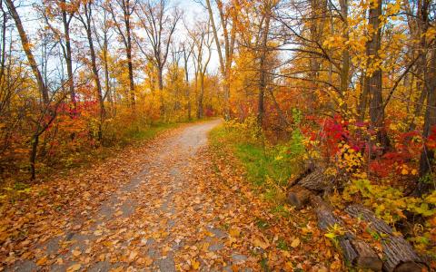 秋天，公园，森林，树木，黄叶，小路壁纸