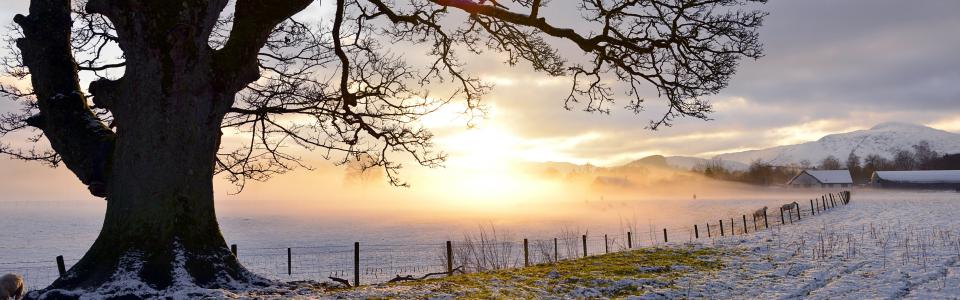 Evening light, snowy field, tree, fence, Perthshire, UK wallpaper