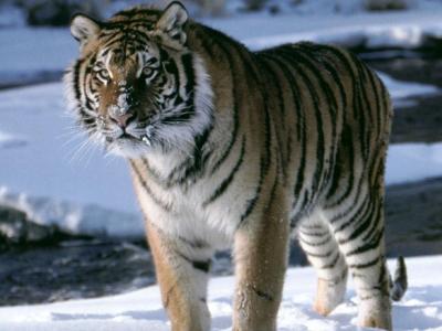 老虎在雪地上动物自然野生动物高清壁纸