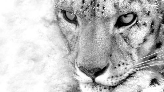 豹，动物，眼睛，主演，摄影，黑色和白色的壁纸
